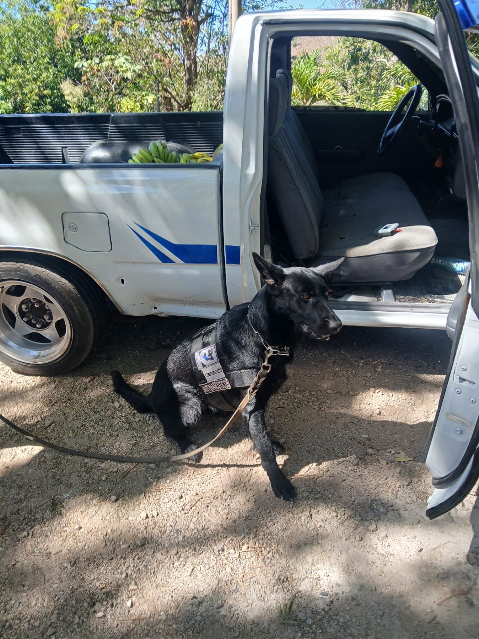 Un agente K9 detectó marihuana y cocaína ocultas en el vehículo del detenido.