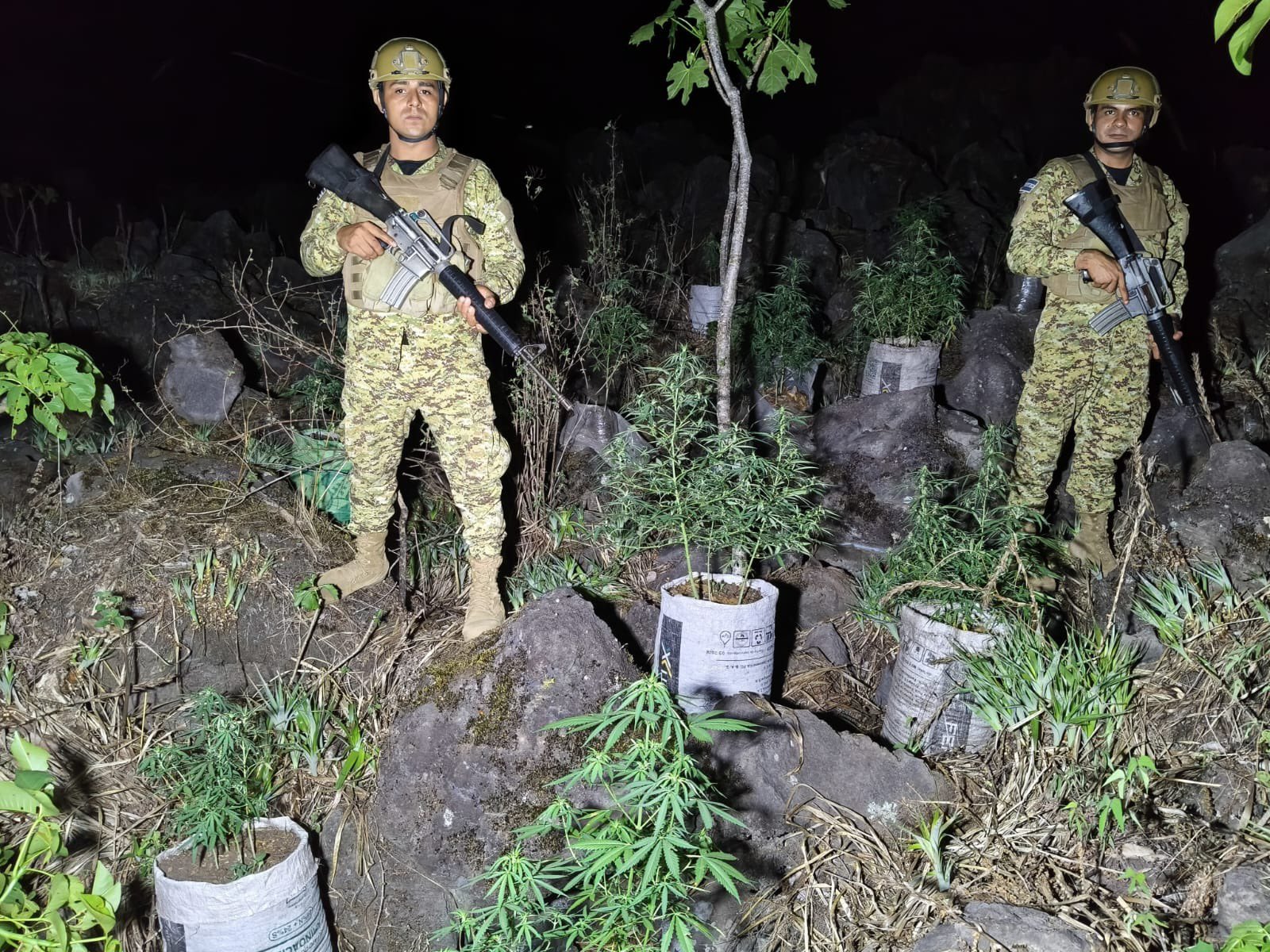Fuerza Armada localizó 132 plantas durante patrullaje en Sonsonate Norte.